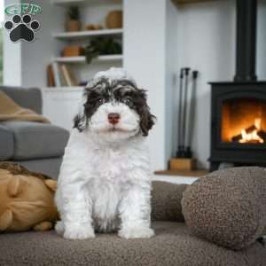 BARNEY, Miniature Poodle Puppy